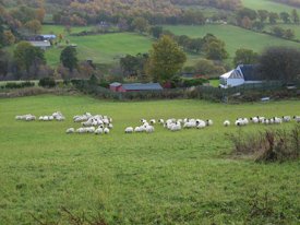 sheepfield